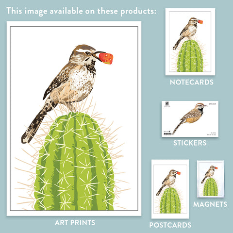 RBI-56 Cactus Wren