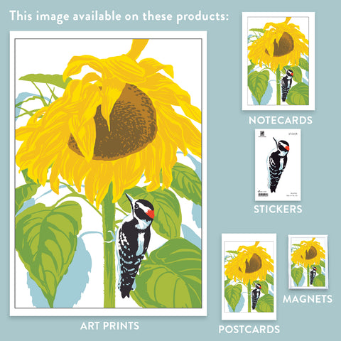 RBI-9135 Sunflowers and Downy Woodpecker