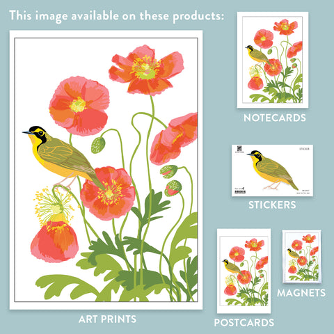 RBI-9157  Kentucky Warbler and Icelandic Poppies