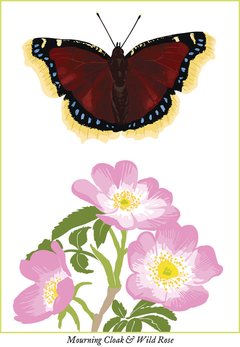 RBU-732 Mourning Cloak Butterfly