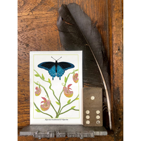 RBU-735 Pipevine Swallowtail Butterfly