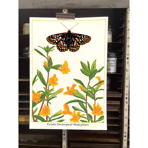 RBU-738 Variable Checkerspot Butterfly