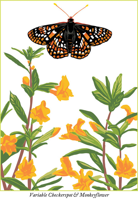 RBU-738 Variable Checkerspot Butterfly