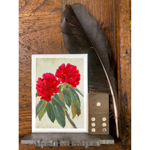 RFL-321 Red Rhododendron