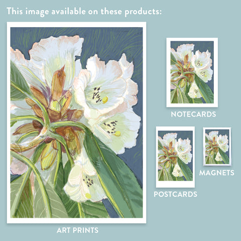 RFL-322 White Rhododendron