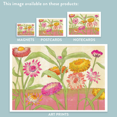 RFL-323 Strawflowers