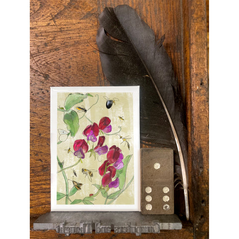 RFL-325 Sweet Pea and Pollinators