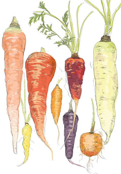 RFM-506 Carrots