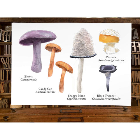 RMU-19 Edible Mushrooms 1
