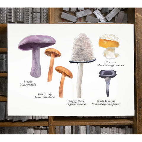RMU-19 Edible Mushrooms 1