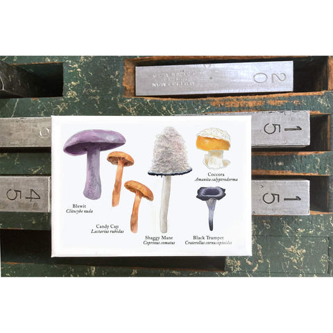 RMU-19 Edible Mushrooms 1
