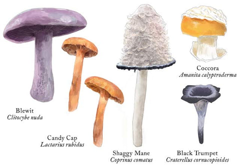 RMU-19 Edible Mushrooms 1