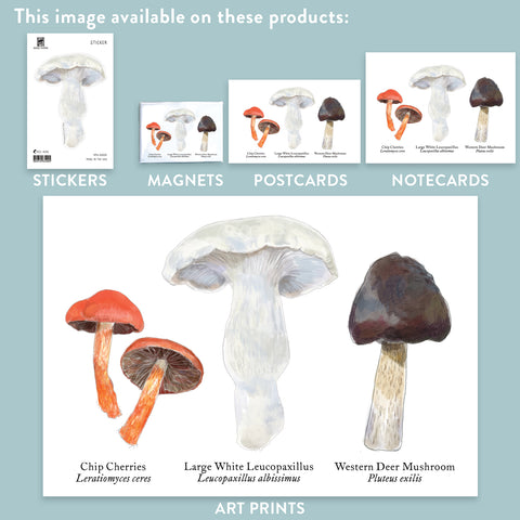 RMU-20 Various Mushrooms 1