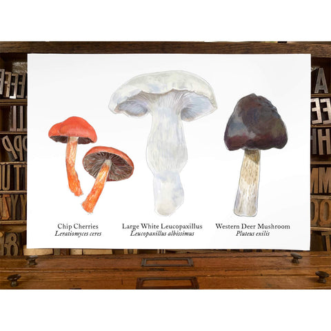 RMU-20 Various Mushrooms 1