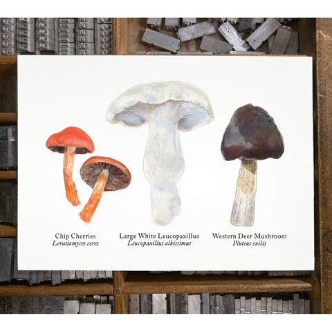 RMU-20 Various Mushrooms 1