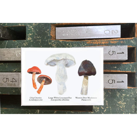 RMU-20 Various Mushrooms 1