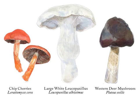 RMU-20 Various Mushrooms 1