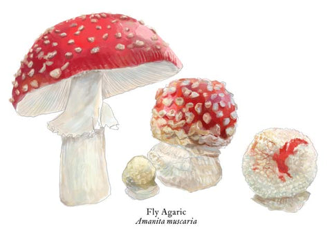 RMU-21 Fly Agaric Mushroom