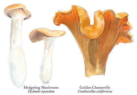 RMU-22 Edible Mushroom 2