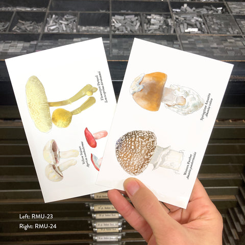 RMU-24 Amanita Mushrooms