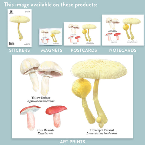RMU-23 Various Mushrooms 2