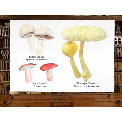 RMU-23 Various Mushrooms 2
