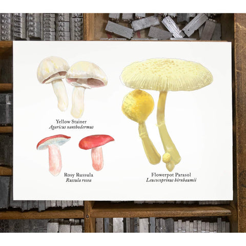 RMU-23 Various Mushrooms 2