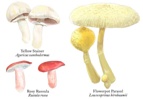 RMU-23 Various Mushrooms 2