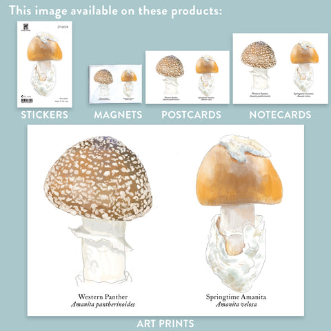 RMU-24 Amanita Mushrooms