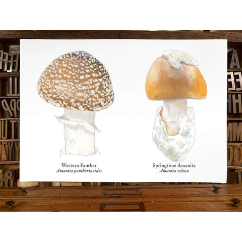 RMU-24 Amanita Mushrooms