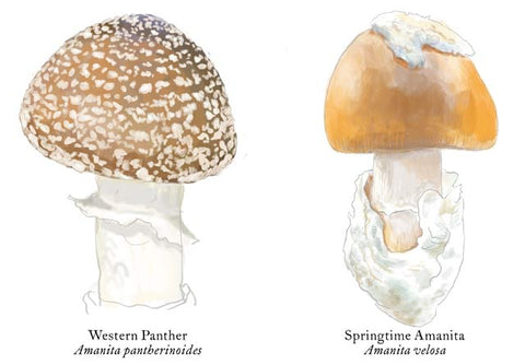 RMU-24 Amanita Mushrooms