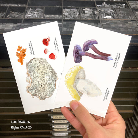 RMU-25 Unusual Mushrooms 1