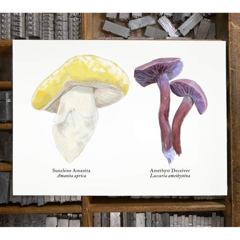 RMU-25 Unusual Mushrooms 1