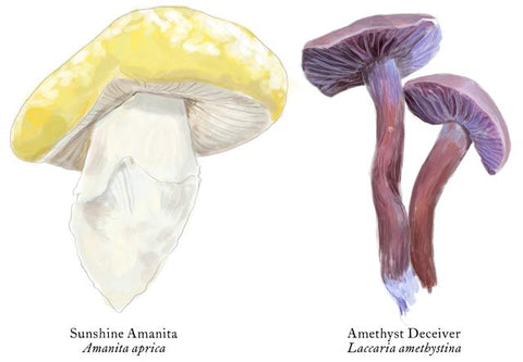 RMU-25 Unusual Mushrooms 1