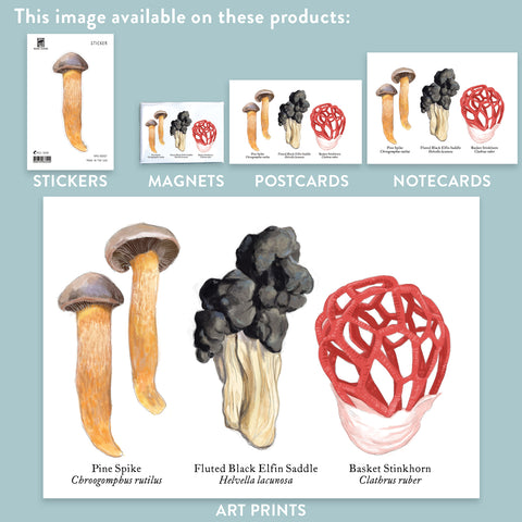 RMU-27 Unusual Mushrooms 3