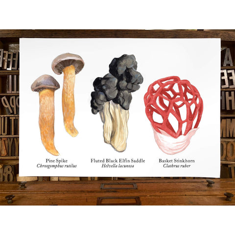 RMU-27 Unusual Mushrooms 3