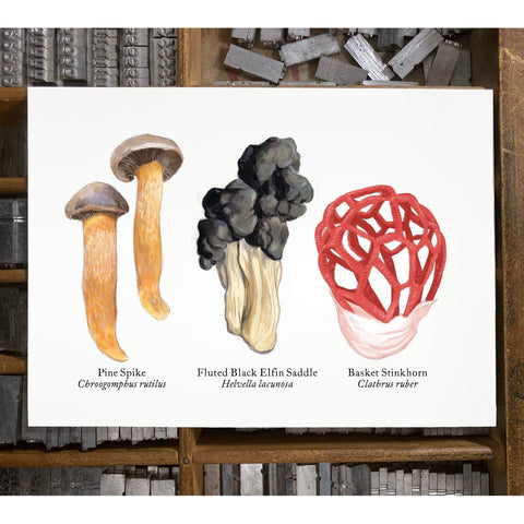 RMU-27 Unusual Mushrooms 3