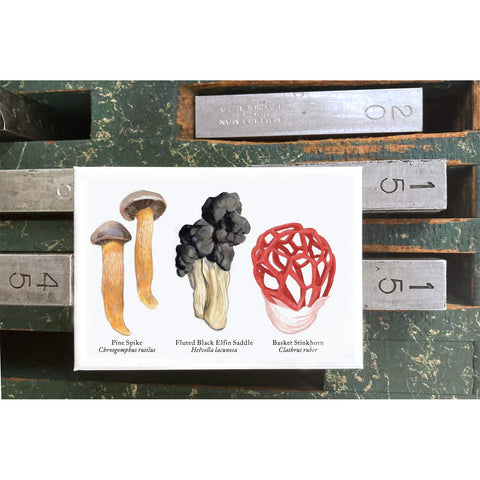 RMU-27 Unusual Mushrooms 3