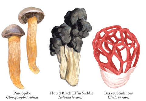 RMU-27 Unusual Mushrooms 3