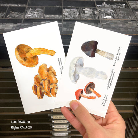 RMU-20 Various Mushrooms 1
