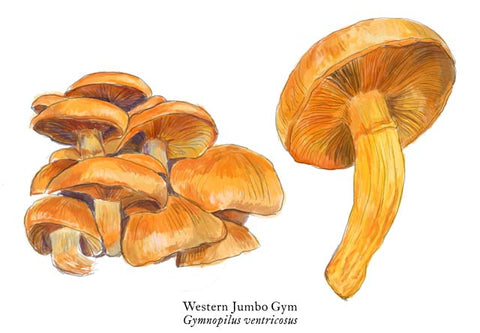 RMU-28 Jumbo Gym Mushroom