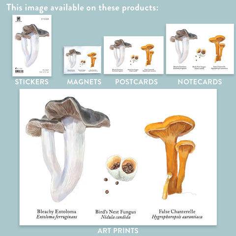 RMU-29 Unusual Mushrooms 4