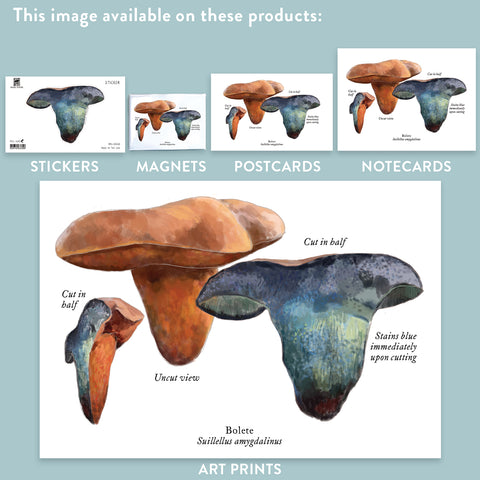 RMU-30 Unusual Mushrooms 5