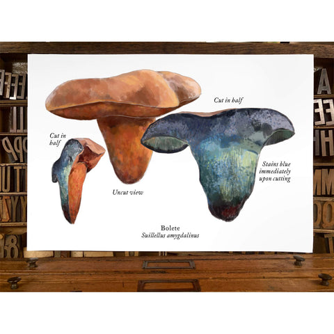 RMU-30 Unusual Mushrooms 5