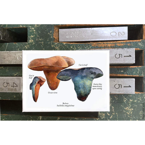 RMU-30 Unusual Mushrooms 5