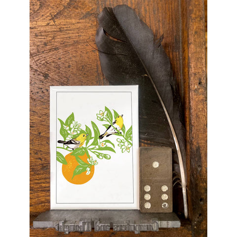 RBI-66 Vireos & Orange Tree