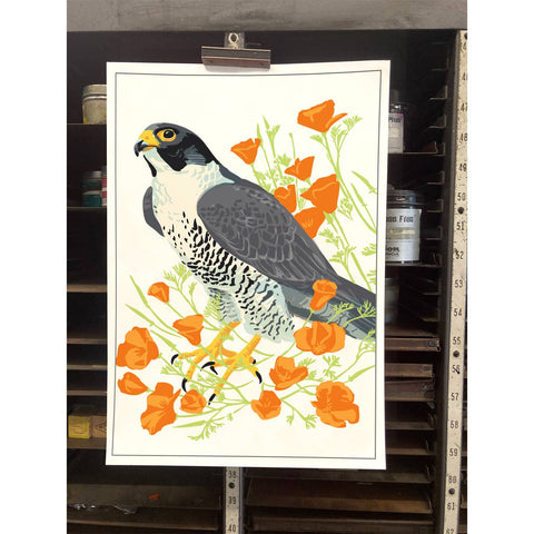 RBI-9153 Peregrine Falcon and California Poppies