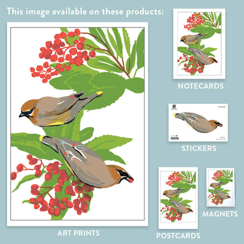 RBI-94 Cedar Waxwing & Toyon