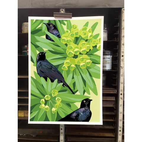 RBI-9163 Blackbirds and Euphorbia