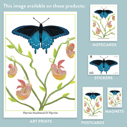 RBU-735 Pipevine Swallowtail Butterfly